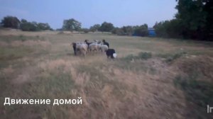 Бордер колли (пастушья служба) питомник «Дом чемпионов бордер колли»