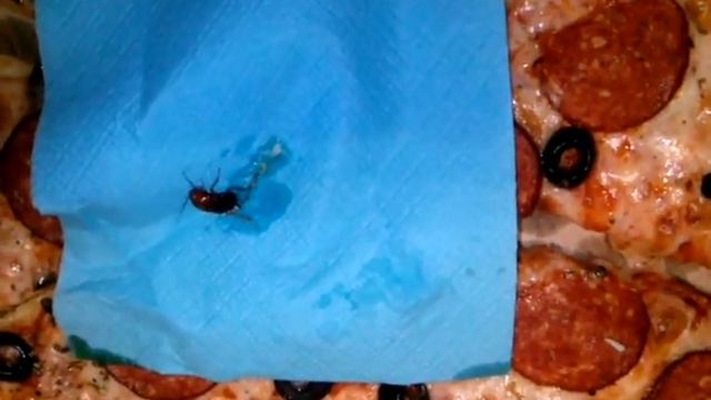 пицца с тараканом. от кафе 7 пятниц.