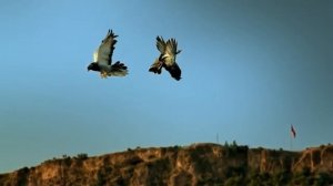 ГОЛУБИ ТАКЛА! БОЙ ТУРЕЦКОЙ ТАКЛЫ!