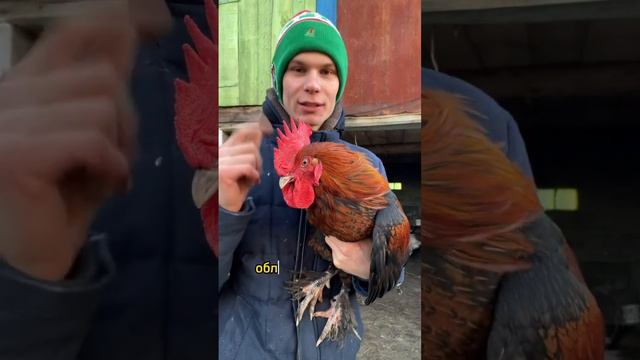 А вы знали, что КУРЫ могут нести яйца и без петуха🐔🥚 смотреть онлайн