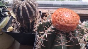 Полный обзор кактусов на окошке.Дискокатусы.Юбельмании.Мелокактусы.