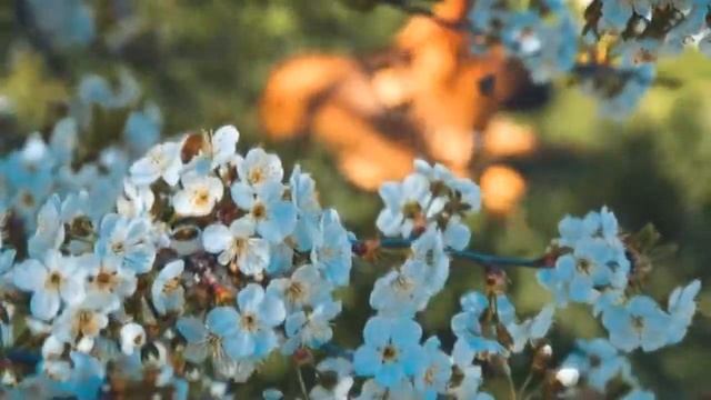 Сильная исцеляющая медитация | Медитация успокоения, Исцеление от обиды и гнева смотреть онлайн