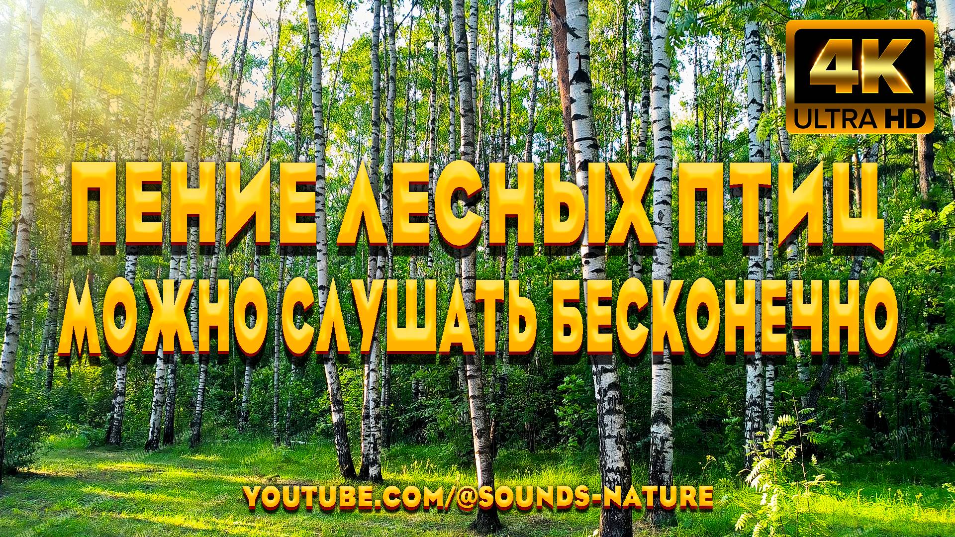 Пение Лесных Птиц, Можно Слушать Бесконечно. Оно Поможет Вам Расслабиться И Забыть О Проблемах. смотреть онлайн