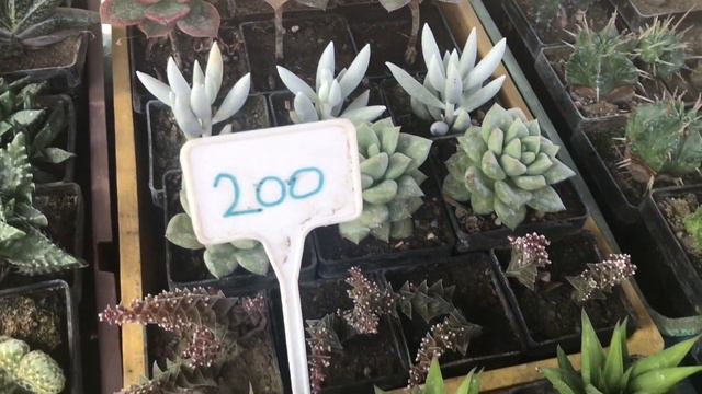 Succulent Market in Serbia and New Additions to my Serbian Succulent Collection смотреть онлайн