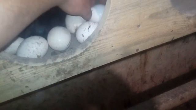 Сажаем курицу на индюшиные яйца из холодильника смотреть онлайн