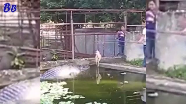 Мужик Выманил КРОКОДИЛА для Туристов смотреть онлайн