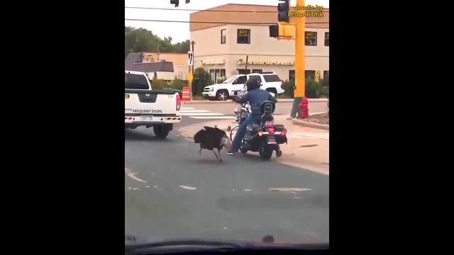 Индюк и мотоцикл смотреть онлайн