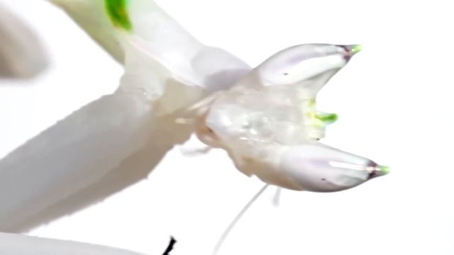 You gotta see This! GIANT SPIDER ENCOUNTERS a PRAYING MANTIS смотреть онлайн