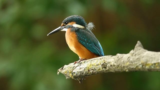 Common Kingfisher (Alcedo Atthis) Обыкновенный зимородок