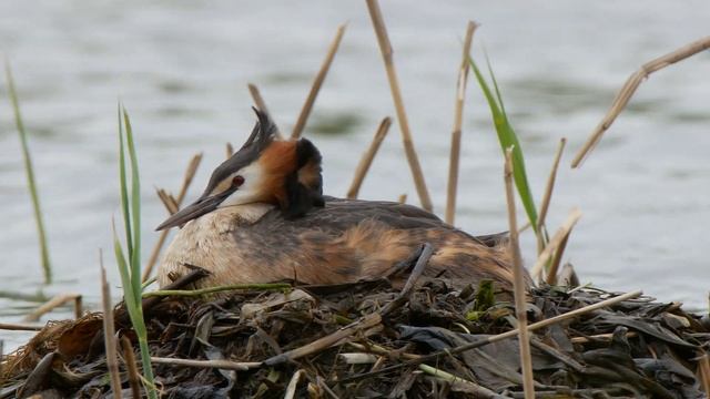 Чомги 170416 1к в Царицыно Panasonic G80 4K25fps 32 смотреть онлайн