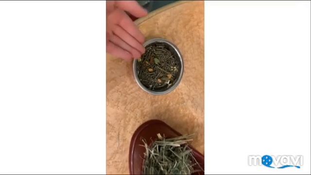 Уход за шиншиллой ,заводить ли? смотреть онлайн