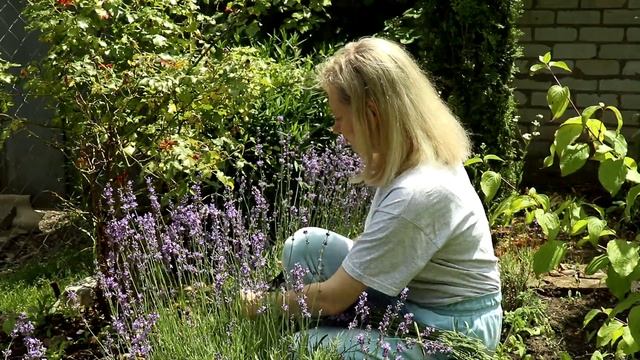 Сезон цветения лаванды. Обзор разных видов лаванды. Lavender season. смотреть онлайн