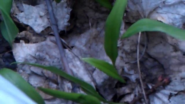 Черемша. Первый натуральный набор витаминов весной. смотреть онлайн