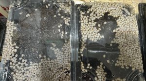 Обзор контейнеров для икры/малька. Улиточная ферма в Удмуртии