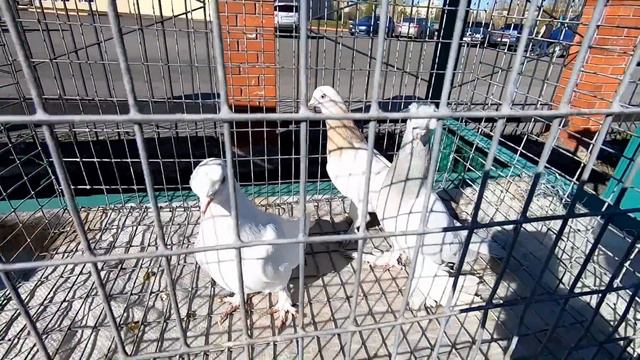 ГОЛУБИ.ЦЕНА ГОЛУБЕЙ-май 2023г.Рынок г.Анжеро-Судженск. смотреть онлайн