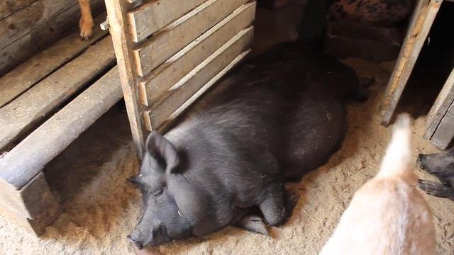 Сколько стоит поросёнок вьетнамской вислобрюхой свиньи? смотреть онлайн