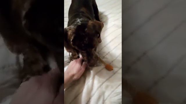 Такса играет и прыгает на кровати смотреть онлайн