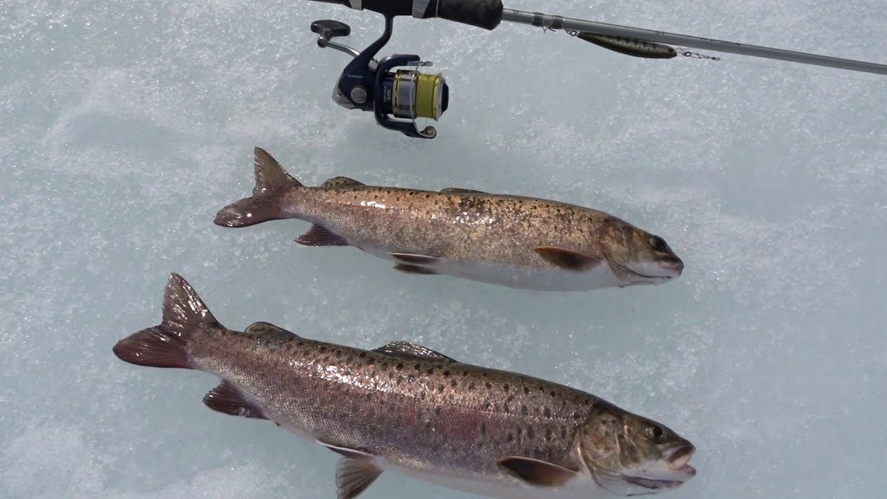 СЕЗОН СПИННИНГА ОТКРЫТ !!! Медведи проснулись. река Анюй смотреть онлайн