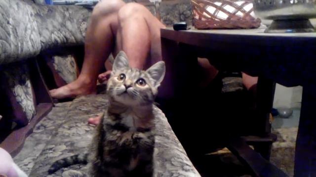 кошка смотрит фильм смотреть онлайн