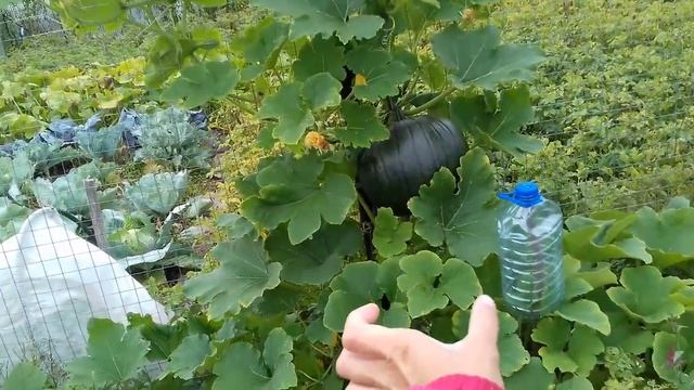 ? Супер способ выращивания тыквы на заборе / опоре . Занимает минимум места ? смотреть онлайн