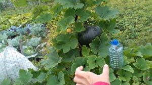 ? Супер способ выращивания тыквы на заборе / опоре . Занимает минимум места ?