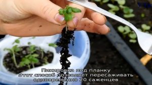 Легко и просто пикируем базилик по пошаговой инструкции