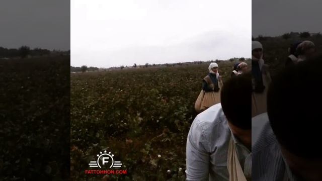 ЎЗБЕК МИЛЛИЙ АКАДЕМИК ТЕАТРИ ЖАМОАСИ ПАХТА ТЕРИМИДА! смотреть онлайн