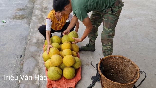 Harvest Grapefruit And Bring It To The Market To Sell, Survive In The Wild Forest смотреть онлайн