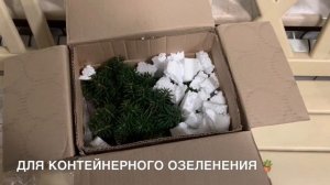 ПОСЫЛКА:ПИХТЫ КОРЕЙСКИЕ “BRILLIANT”,”CIS”❄️В ОЖИДАНИИ МОРОЗОВ,УКРЫВАЕМ РАСТЕНИЯ ❄️