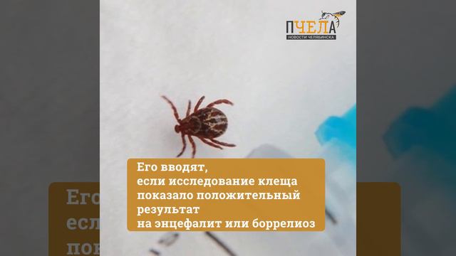 В Челябинской области прогнозируют повышенную активность клещей смотреть онлайн