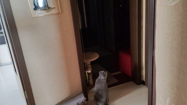 Патрик и новая игрушка.