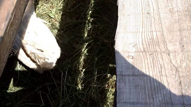 Деревенские будни//Готовлю сыр//Вылупляются цыплята. смотреть онлайн
