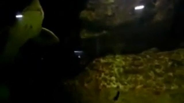 Вот это рыбины.Осётр,калуга.белуга смотреть онлайн