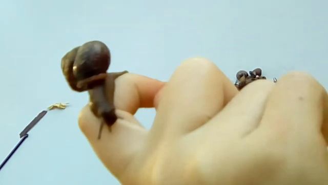 Загадки про улитку , видео . Ответы Онлайн Ivacademy