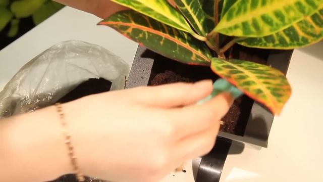 Фитомодули FlatWall / Фитостены / Вертикальные сады смотреть онлайн