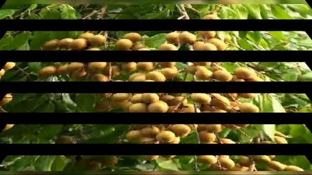 longan, (Dimocarpus longan) fruit plant UNBOXING LIVE FRUIT plant смотреть онлайн