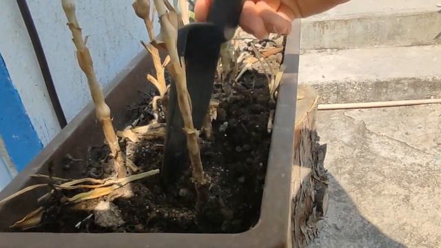 Cosecha de Ajos en maceta смотреть онлайн