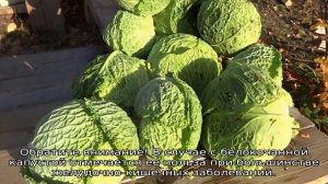 Савойская капуста
