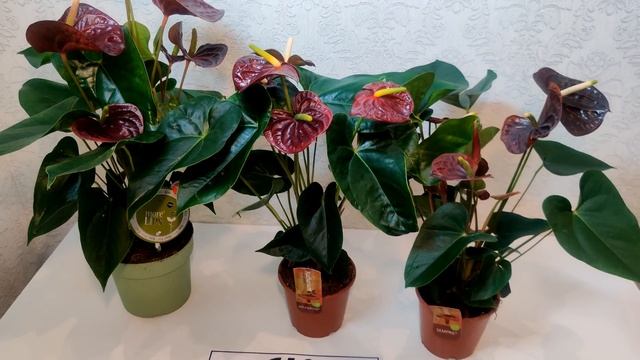 #ЦветыВместе сравнение Антуриумов: Aramon, Sempre и Otazu (UltraHD #4K #3840p60FPS) смотреть онлайн