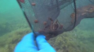 РАКОЛОВКИ! КРАБЫ НА СЕКРЕТНУЮ ПРИМАНКУ! ЧЕРНОЕ МОРЕ!