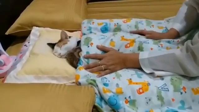 sleep tight kitty смотреть онлайн