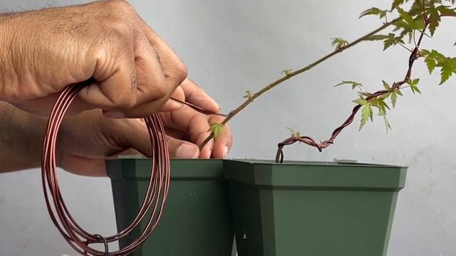 Wiring Japanese Maple Seedlings, Acer Palmatum, May2023 смотреть онлайн