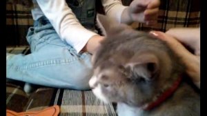 Как правильно надеть на кошечку шлейку.