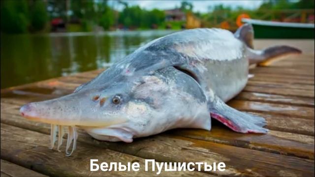 БЕЛУГА?/Рыбы/Животные/Интересные факты смотреть онлайн