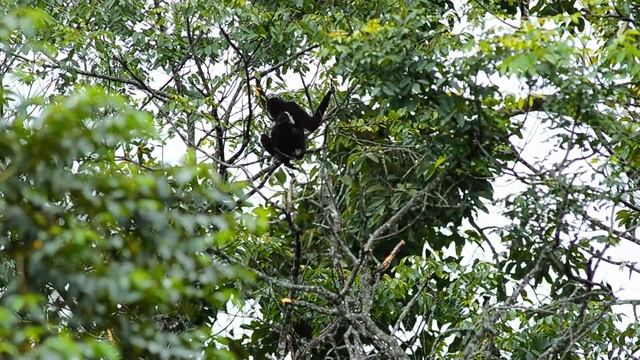 Гиббон - поющая обезьяна - Фильм 1. Музыкальный инстинкт - Документальный фильм смотреть онлайн