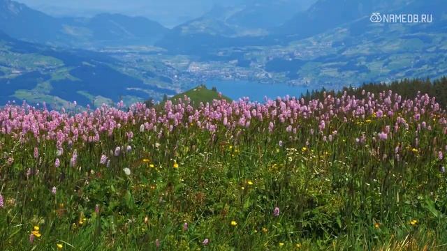 Эти 3 породы кошек притягивают счастье и деньги смотреть онлайн