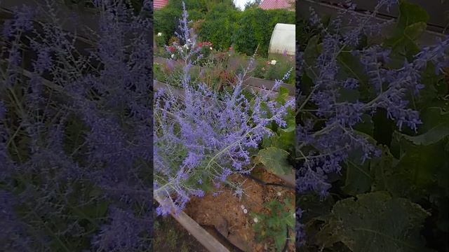 цветение перовскии смотреть онлайн