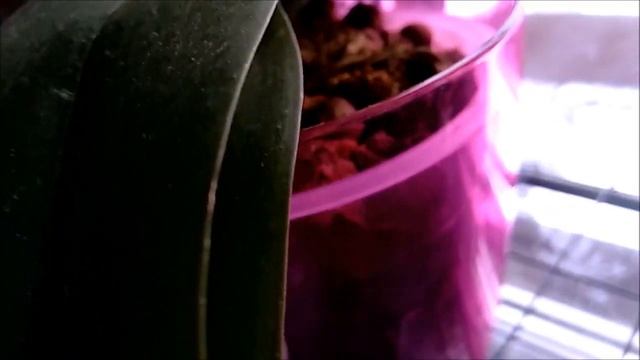 Вот и пришла зима! // Съездила на дачу // Взошли томатики и кивано! смотреть онлайн