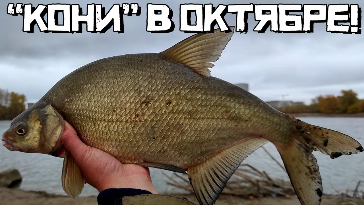 ОН ВЛУПИЛ СРАЗУ! Это огромный... Лещ!? Рыбалка в октября УДИВИЛА! - текст наверху - Клюнет ли ещё? смотреть онлайн