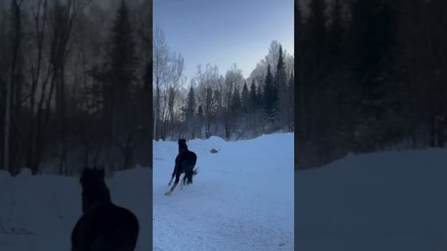 Камри и ее новые подружки 🤪🤪🤪 #equine #horoscope #камри #horse #horses #horselover смотреть онлайн